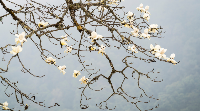 Best Time to Visit Bhutan