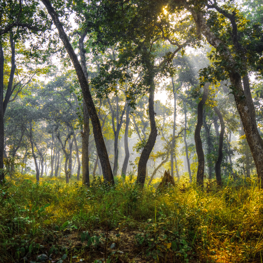 chitwan-7DaysTravel.png
