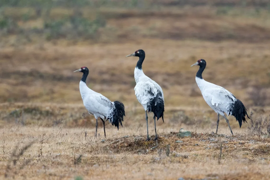 Black Necked Crane Festival in bhutan