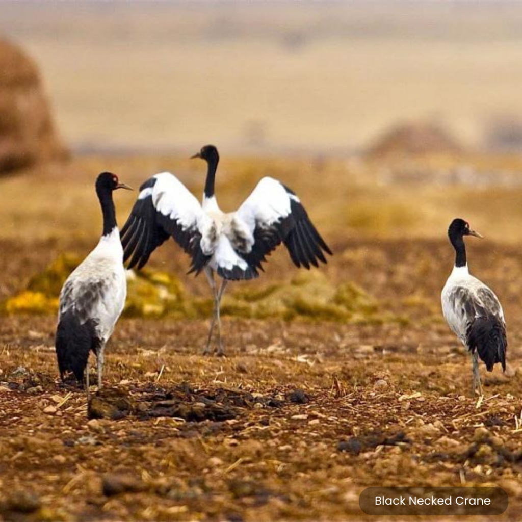 Black Necked Crane Festival