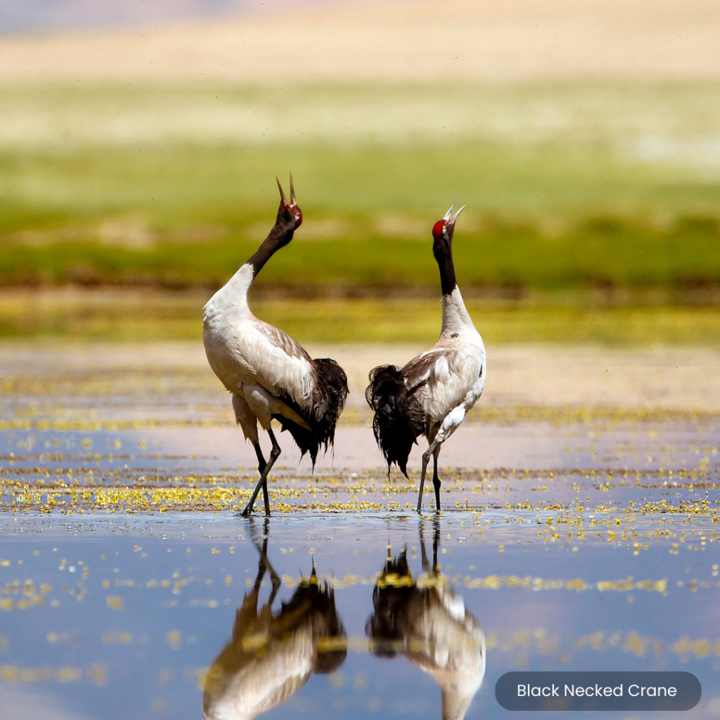 Black Necked Crane Festival